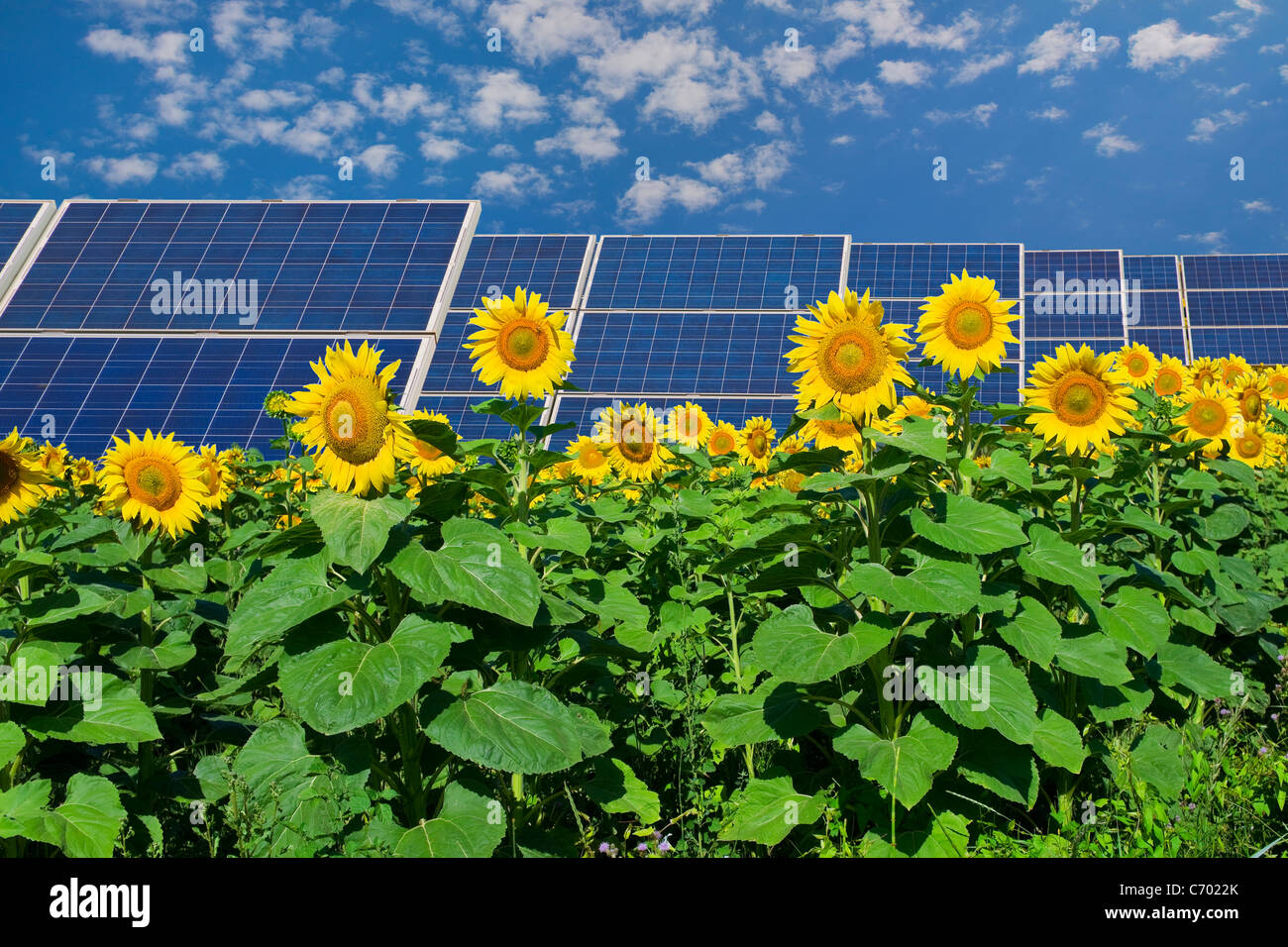 Sonnenblume und Solar-panel Stockfotografie - Alamy