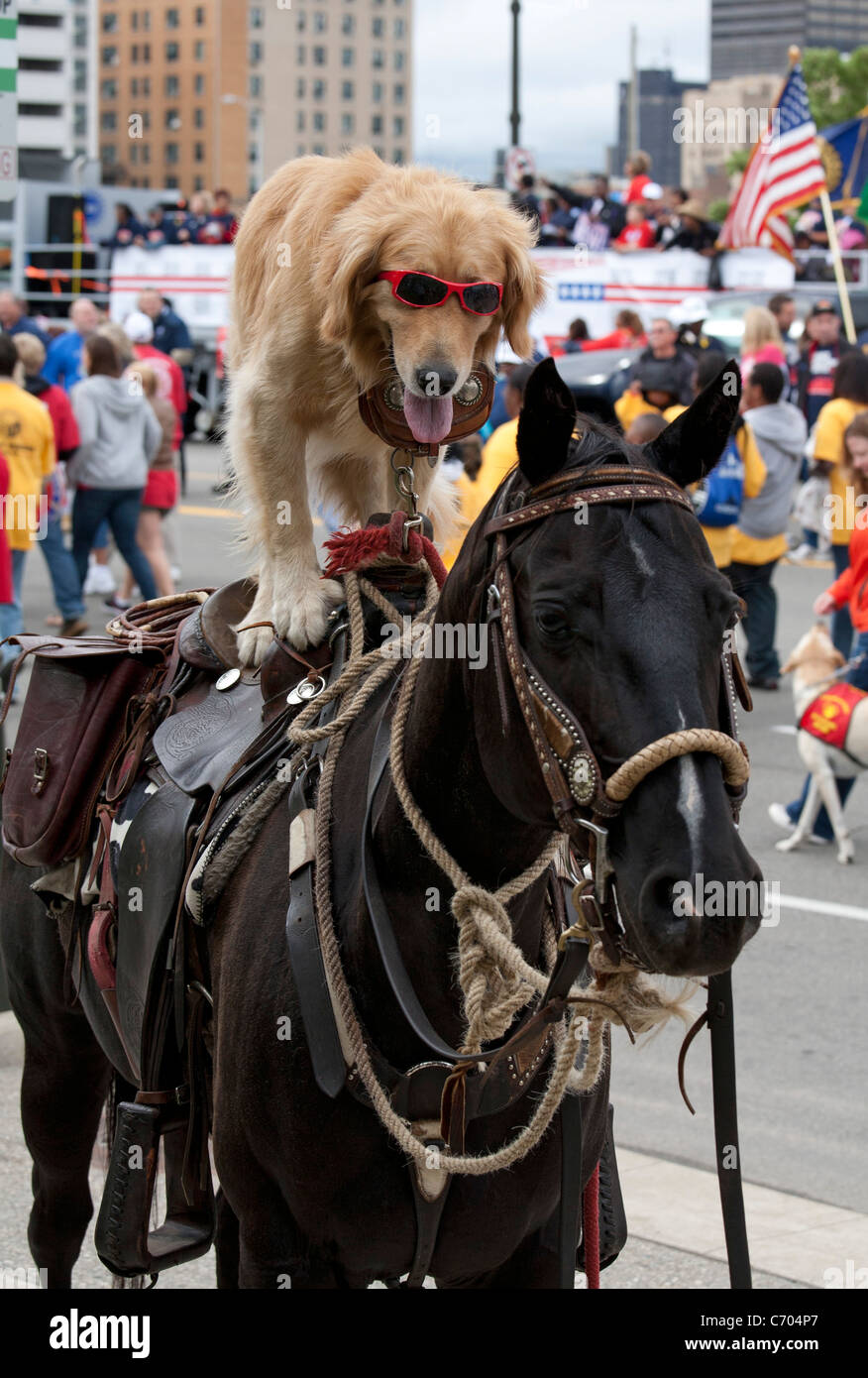 Detroit, Michigan - ein Hund mit Sonnenbrille reitet auf einem Pferd in der jährlichen Labor Day Parade. Stockfoto