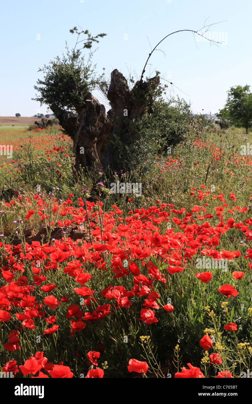 Sonnendurchflutete rote Mohnblumen (Papaver-Arten) mit Olivenbaum Baumstumpf in der Nähe von [Talavera De La Reina], [Castilla-La Mancha], Spanien Stockfoto