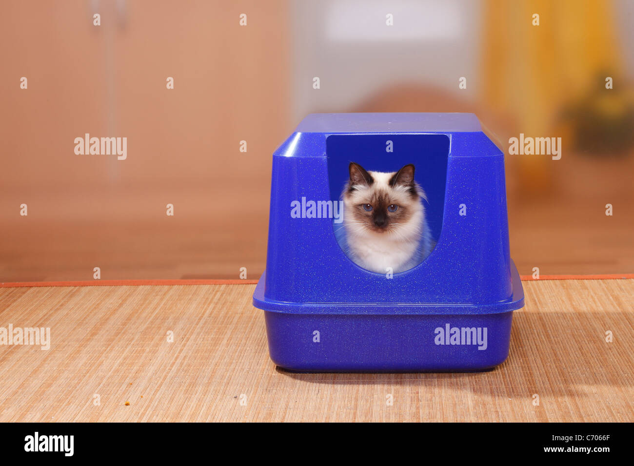 Heilige Birma Katze in Seal-Point, auf Katze Toilette / Birma Stockfoto