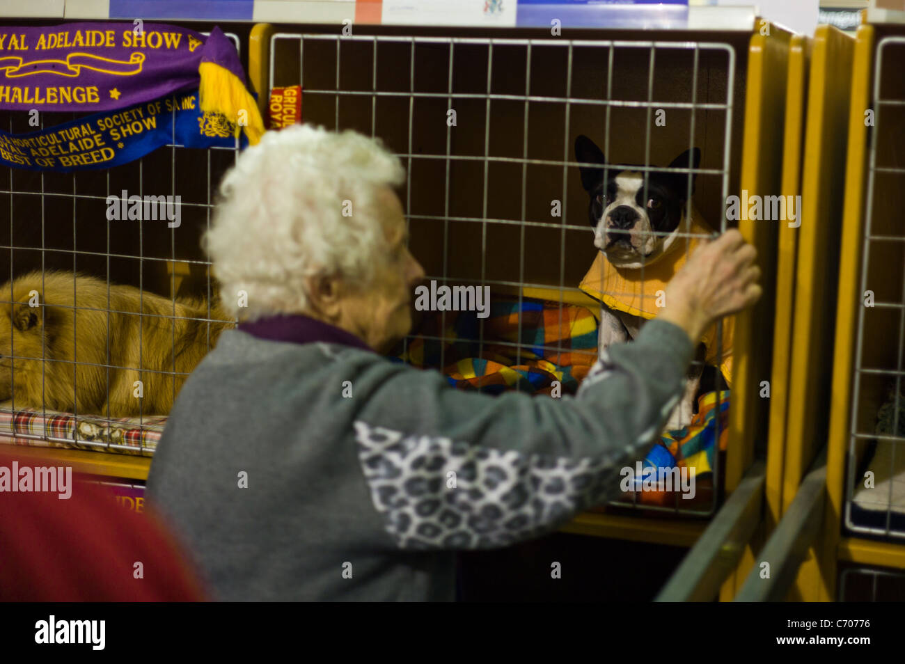 Alte Dame mit ihrem Boston Terrier auf Hundeausstellung Stockfoto