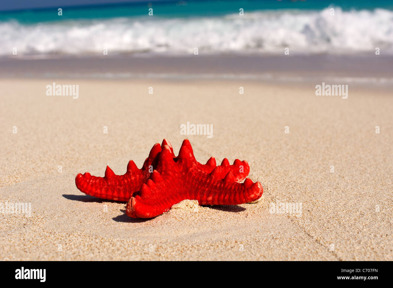 Roter Seestern am Strand closeup Stockfoto