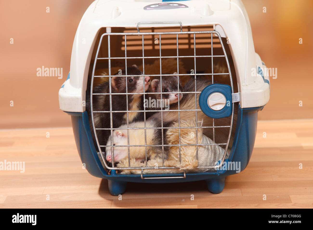 Frettchen im Zwinger / (Mustela Putorius Forma Domestica) Stockfoto