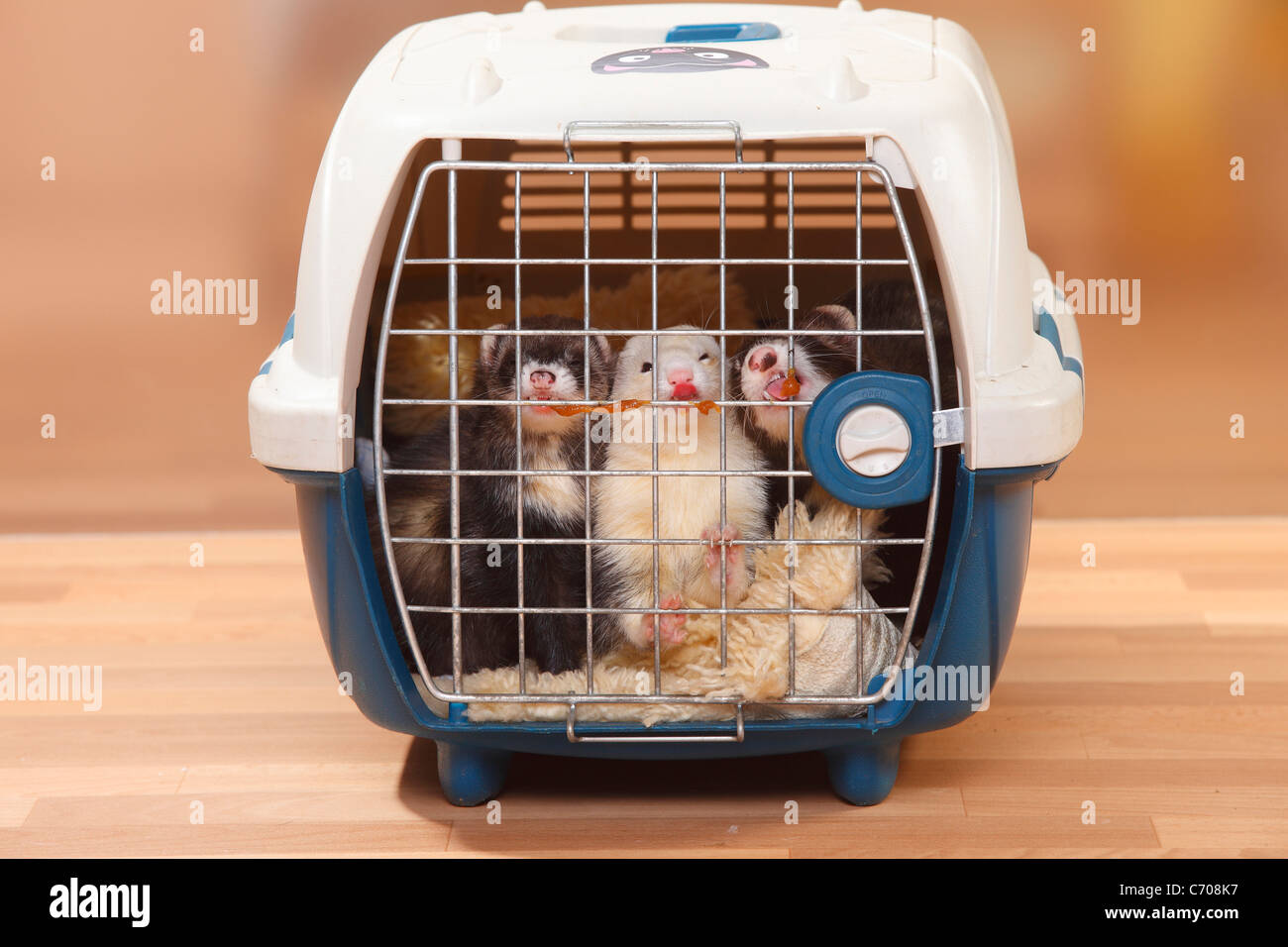 Frettchen im Zwinger / (Mustela Putorius Forma Domestica) Stockfoto