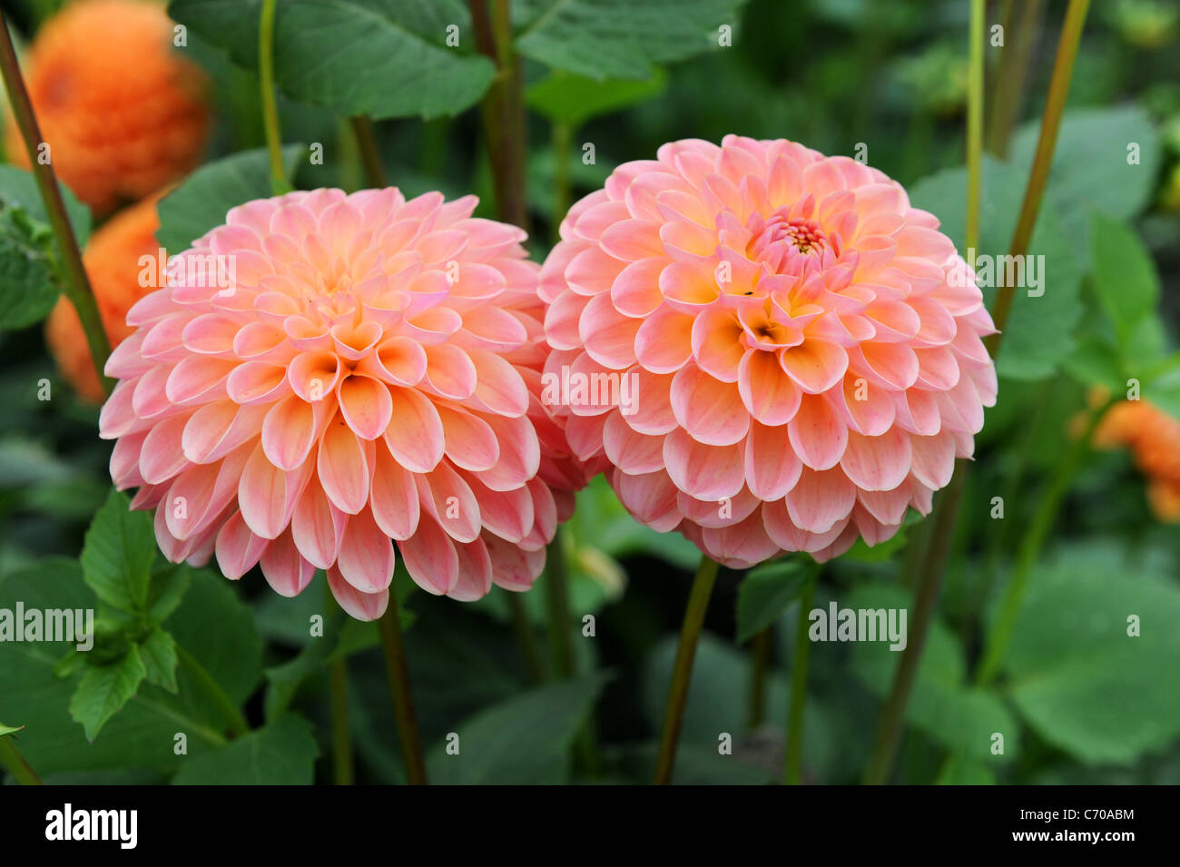 Ruskin Mandarine Dahlia Stockfoto