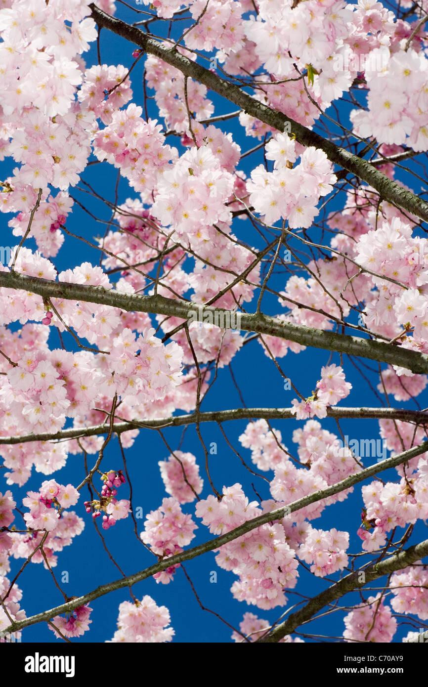 Rosa Kirschblüten Baum Stockfoto