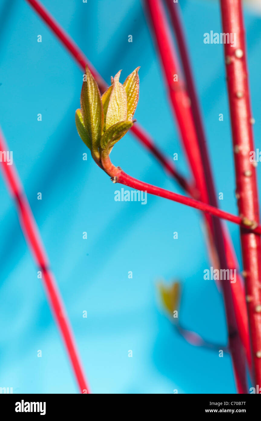 Nahaufnahme der Knospe auf Ast Stockfoto