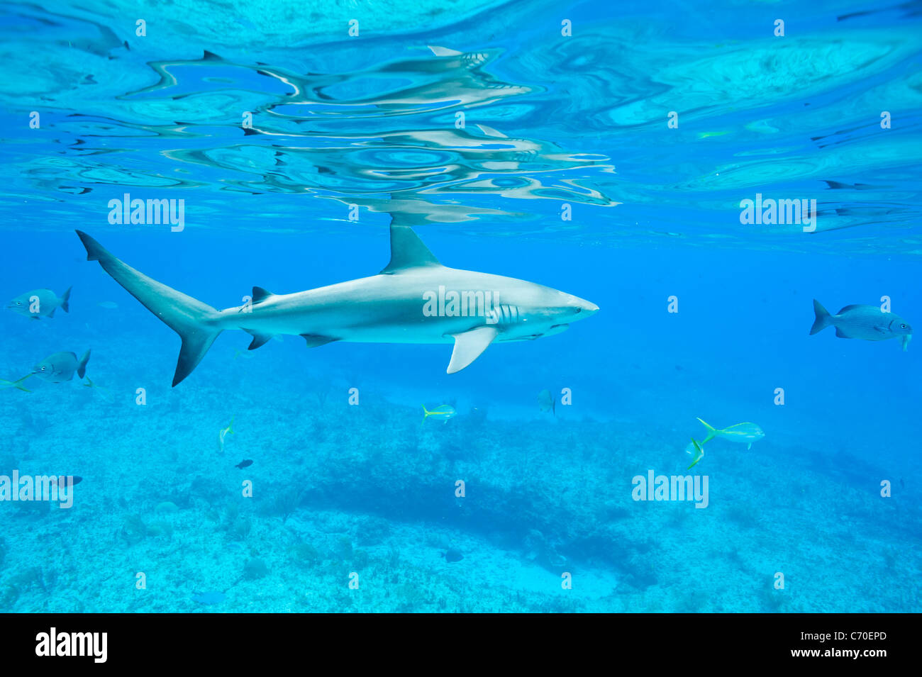 Karibische Riffhaie, Carcharhinus Perezi Riffhaie Unterwasser Bimini Bahamas wild Stockfoto