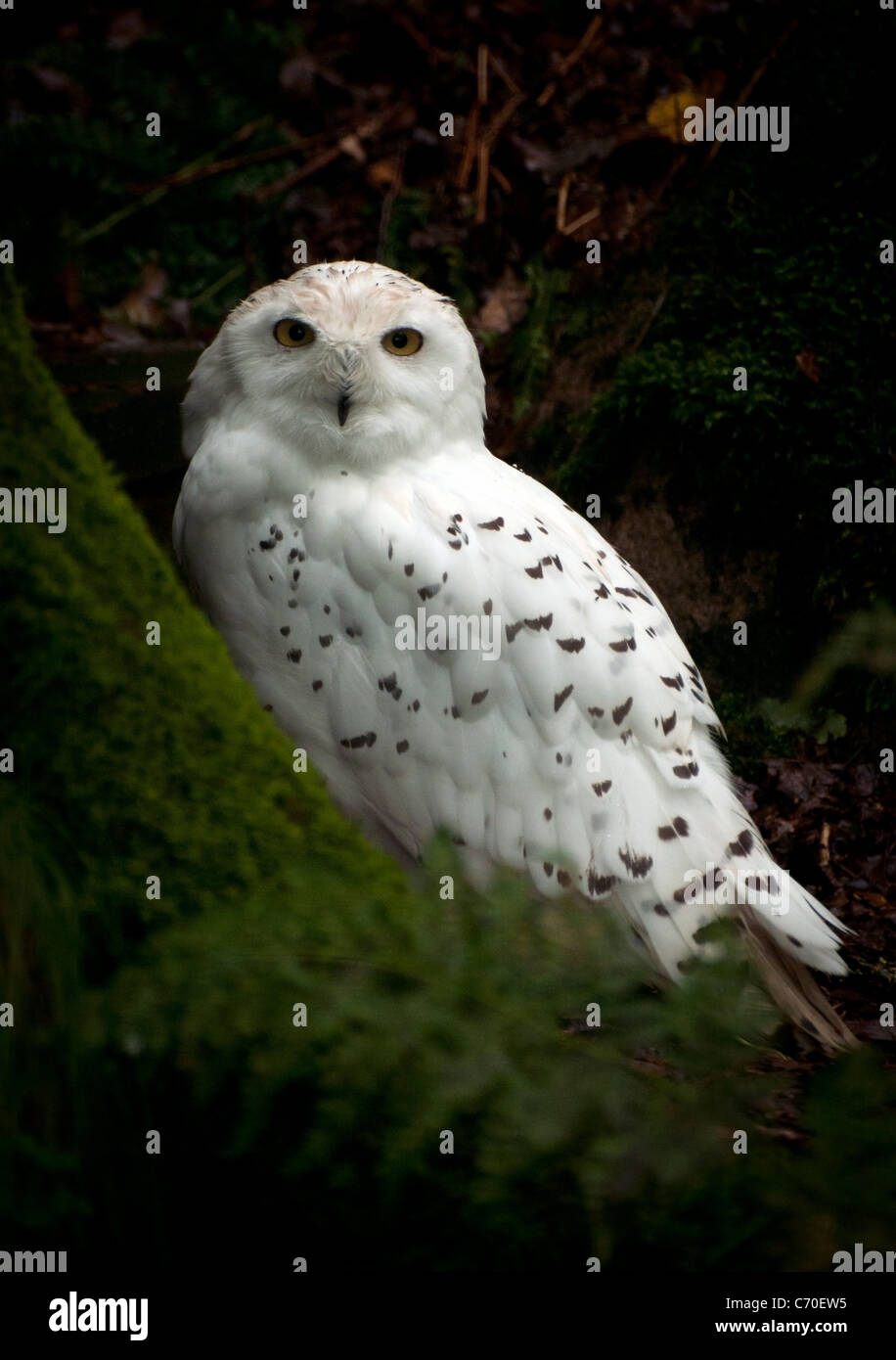 Männliche Schneeeule im Baum Stockfoto