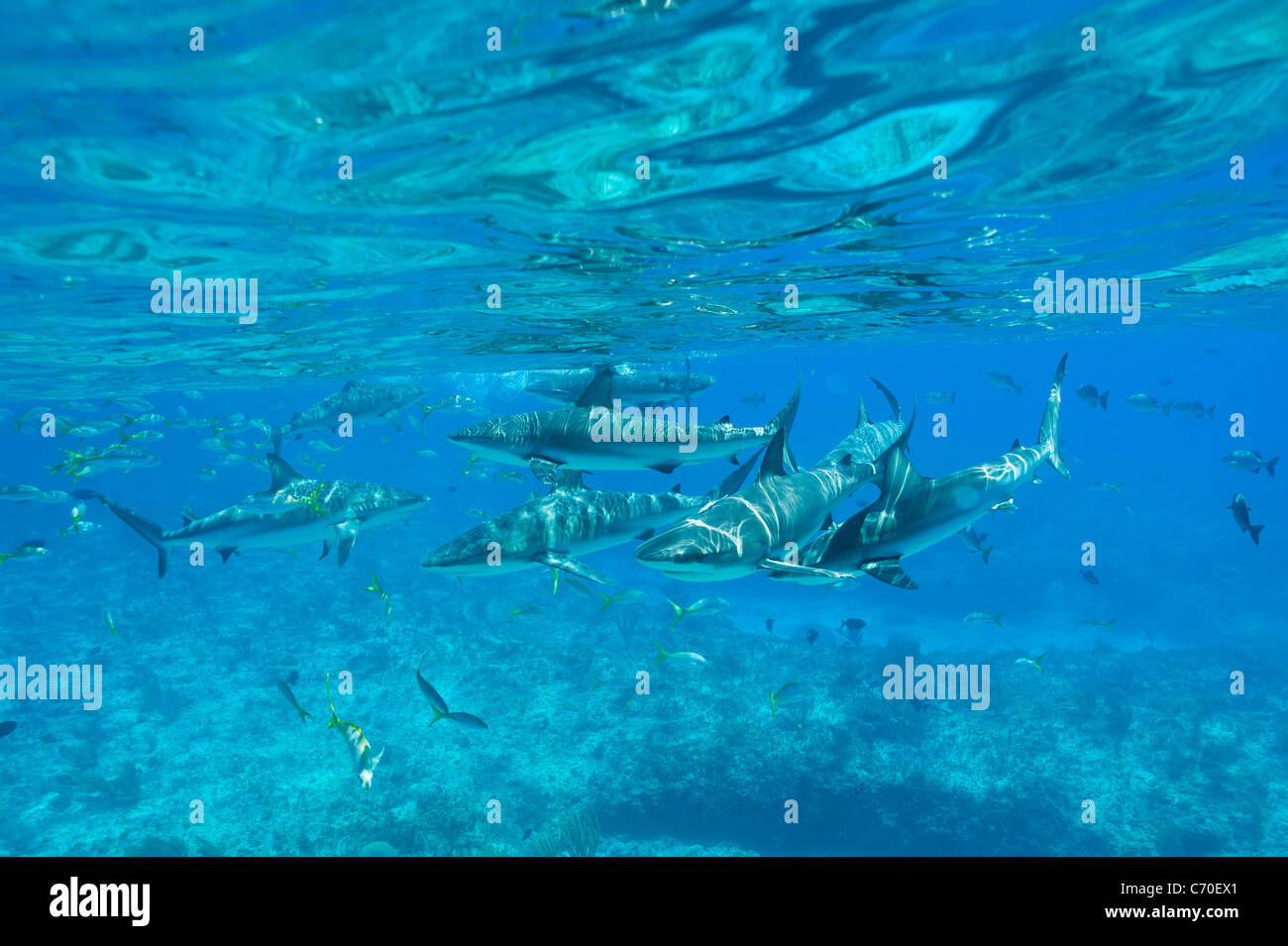 Karibische Riffhaie, Carcharhinus Perezi Riffhaie Unterwasser Bimini Bahamas wild Stockfoto