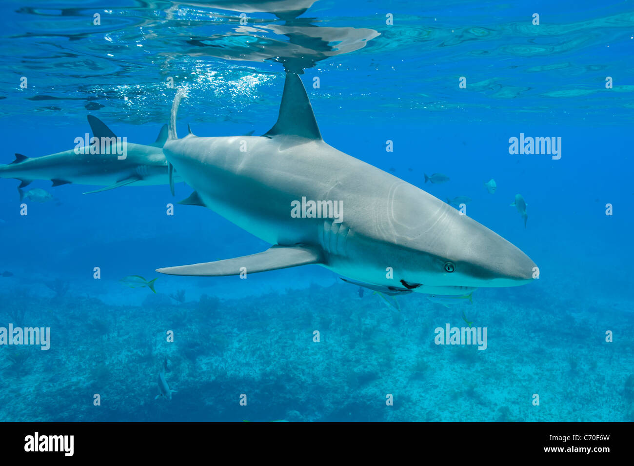 Karibischer Riff Haie, Carcharhinus Perezi Riffhaie Unterwasser Bimini Bahamas wilden Hai mit Haken von Fanggeräten in Mund Stockfoto