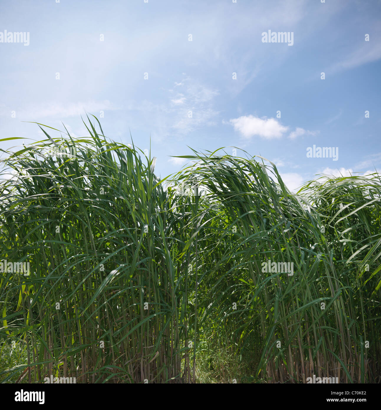 Biomasse-Brennstoff-Ernte unter blauem Himmel Stockfoto