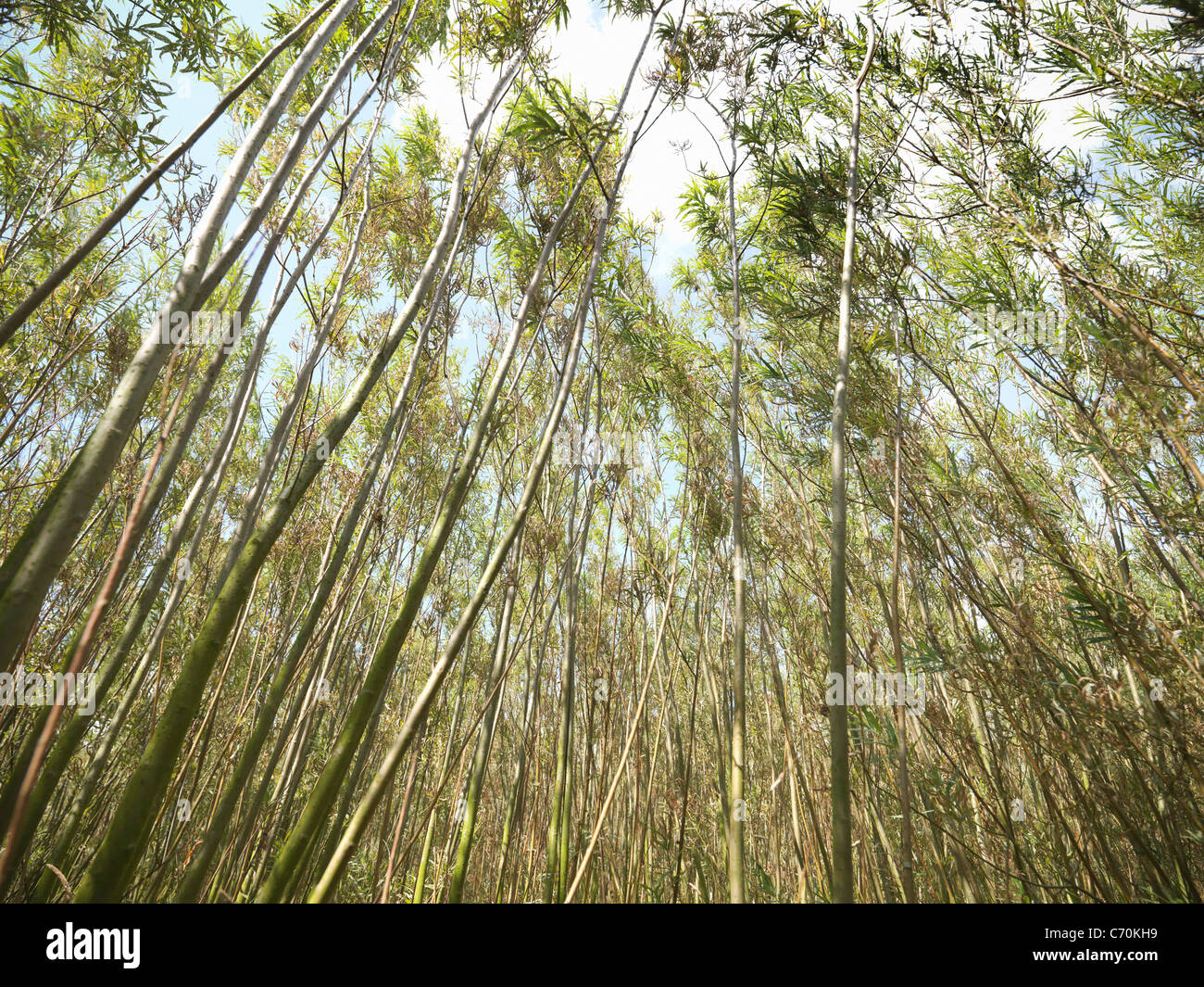 Willow-Biomasse-Brennstoff wächst im freien Stockfoto