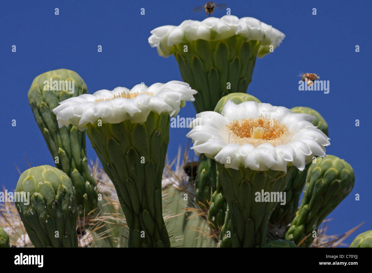Riesigen Saguaro Blumen (Carnegiea Gigantea), Arizona, USA Stockfoto