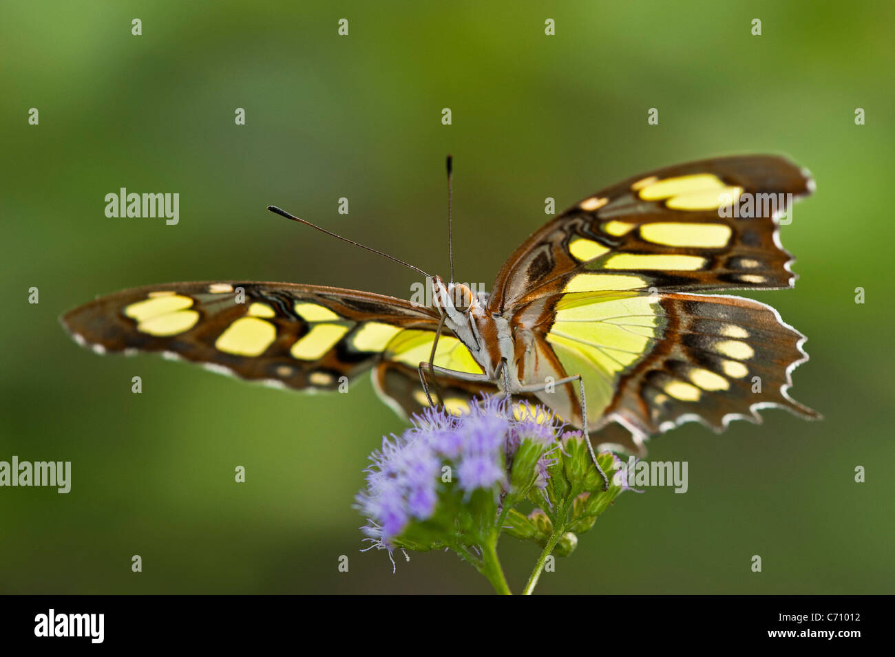 Eine Malachit-Schmetterling Fütterung Stockfoto