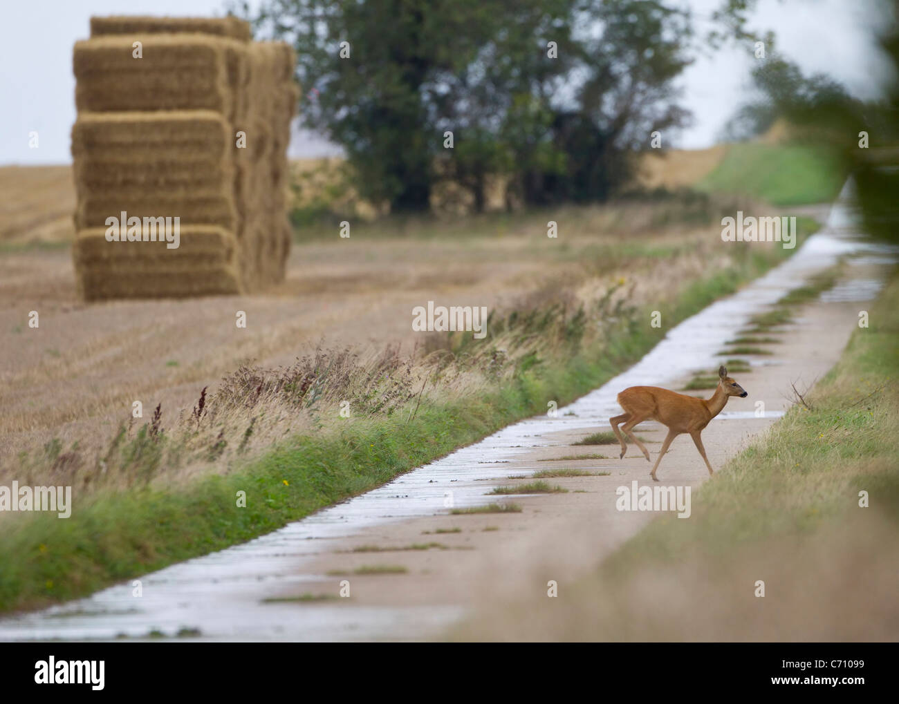 Rehe Capreolus Capreolus quer über einen Feldweg in Oxfordshire Stockfoto