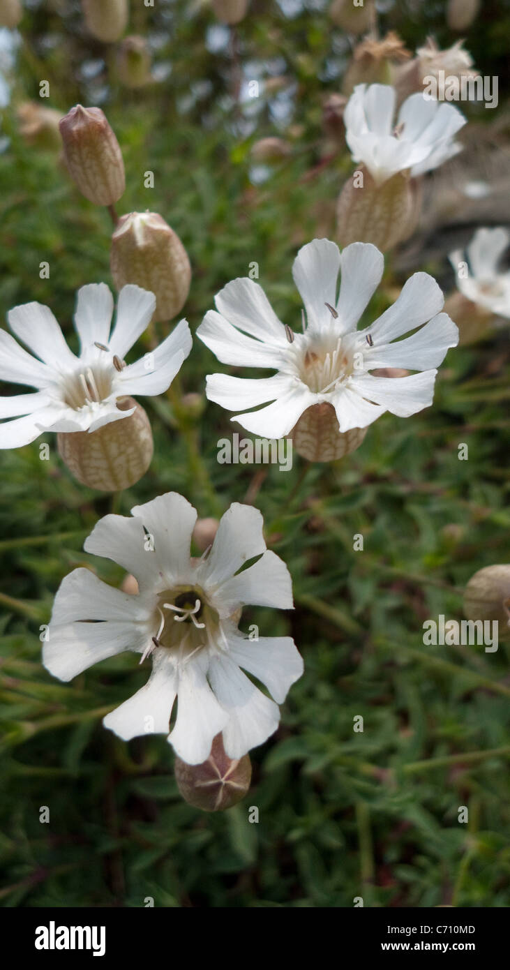 Meer Campion. Stockfoto