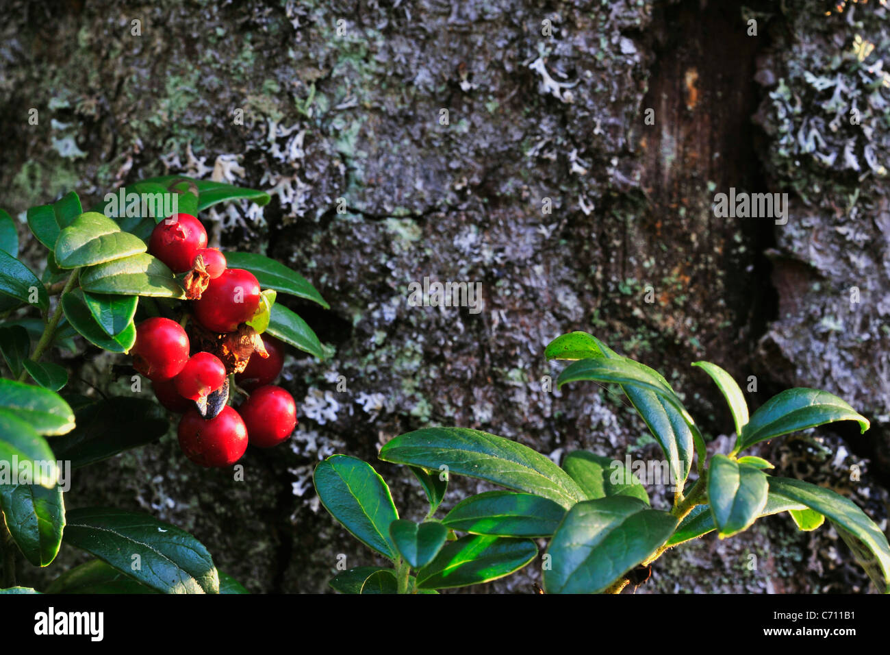 Preiselbeere. Eine Preiselbeere auf einem grünen Hintergrund der vegetativen in Holz. Stockfoto