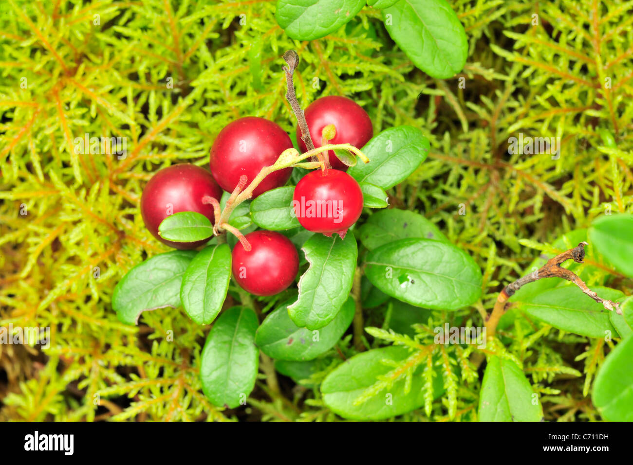 Preiselbeere. Eine Preiselbeere auf einem grünen Hintergrund der vegetativen in Holz. Stockfoto