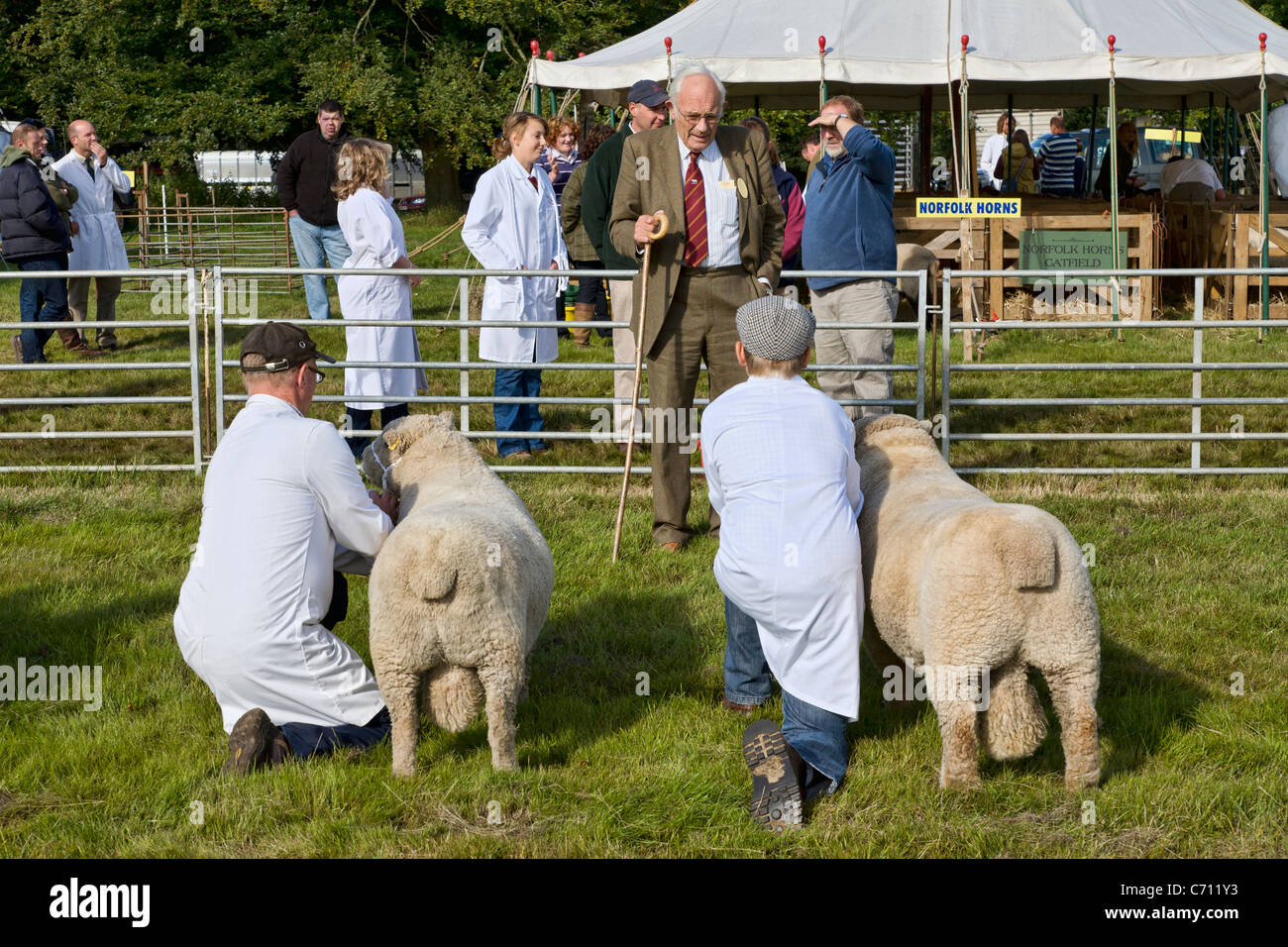 Ein Richter in den besten Rassen Schafe Wettbewerb mit zwei Teilnehmern. Die 2011 Aylsham Landwirtschaftsausstellung, Norfolk, Großbritannien. Stockfoto