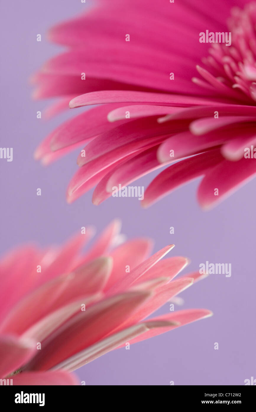 Gerbera, rosa Blume Blütenblätter Subjekt, lila Hintergrund Stockfoto