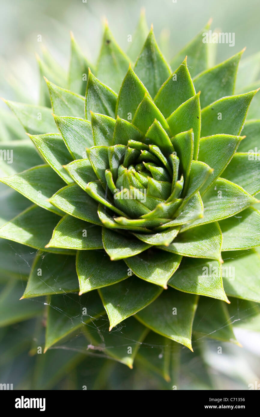 Sempervivum, Hauswurz, Grün Evergreen saftige Pflanze betrifft, Stockfoto