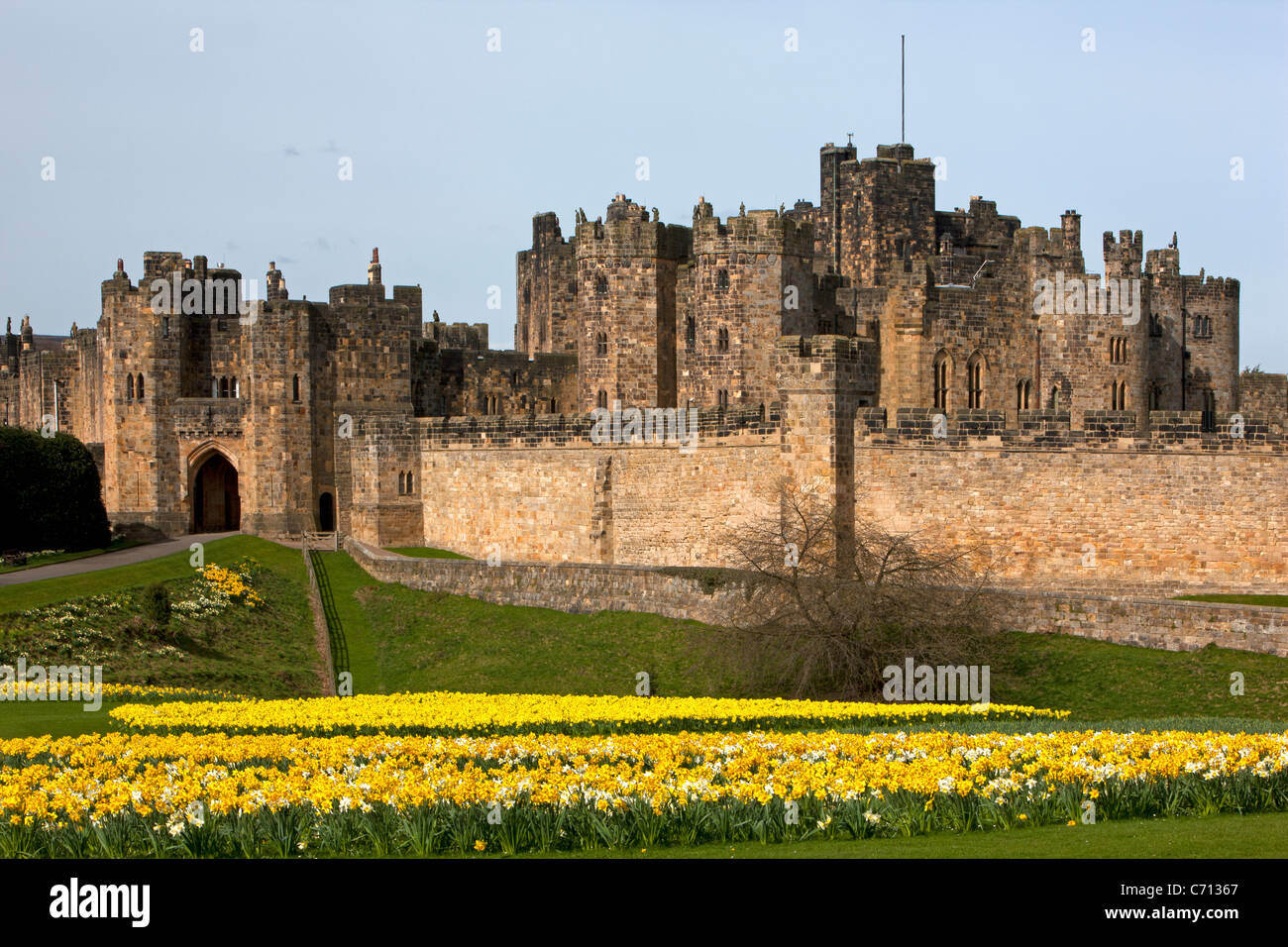 Alnwick Castle, Northumberland, im Frühling mit Narzissen Stockfoto