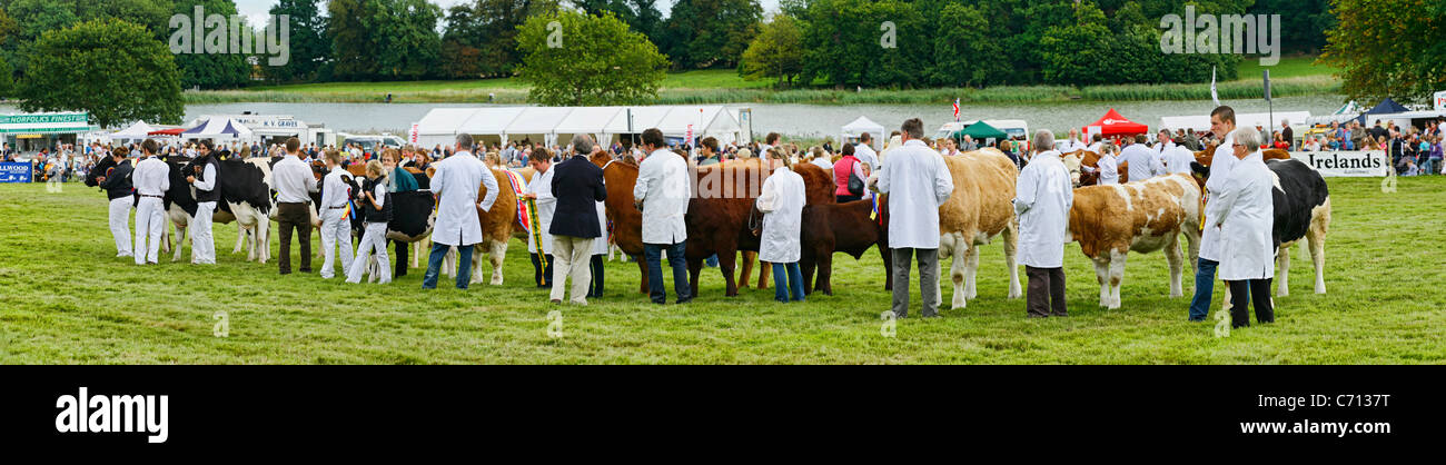 Panoramasicht auf die Preisträger für das Vieh auf der Aylsham Agricultural Show 2011, Norfolk, Großbritannien. Stockfoto