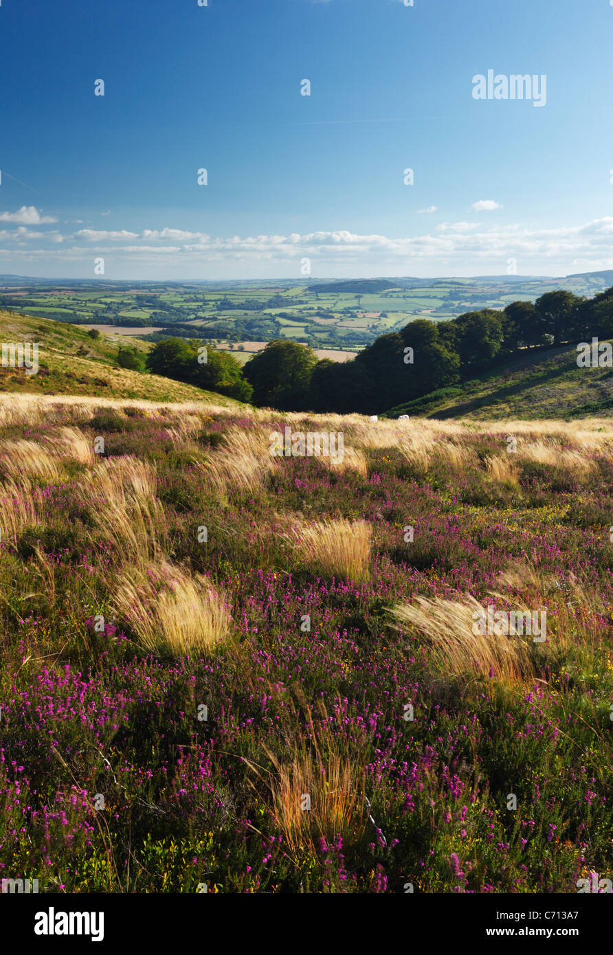 Blick nach unten Paradies Combe von Thorncombe Hill. Quantock Hills. Somerset. England. VEREINIGTES KÖNIGREICH. Stockfoto