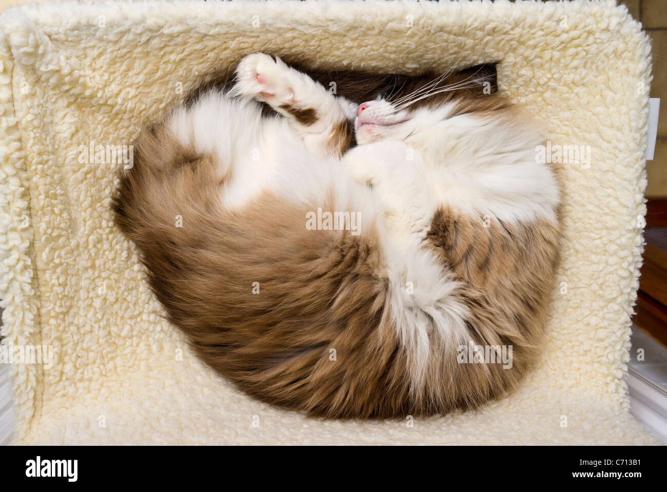 Ragdoll Katze schlafen in einer Hängematte Bett fixiert an einer Zentralheizung Heizkörper Stockfoto
