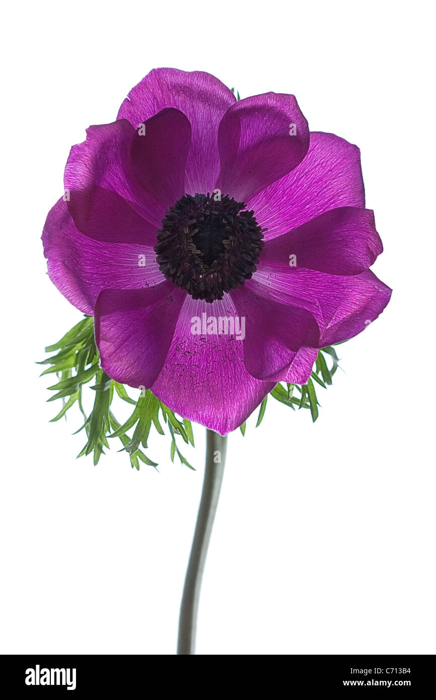 Anemone Coronaria, einzelne lila Blume Motiv, weißer Hintergrund Stockfoto