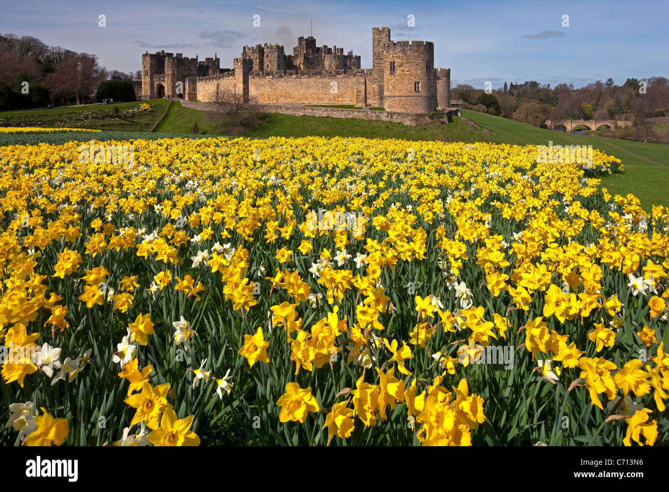 Alnwick Castle, Northumberland, im Frühling mit Narzissen Stockfoto