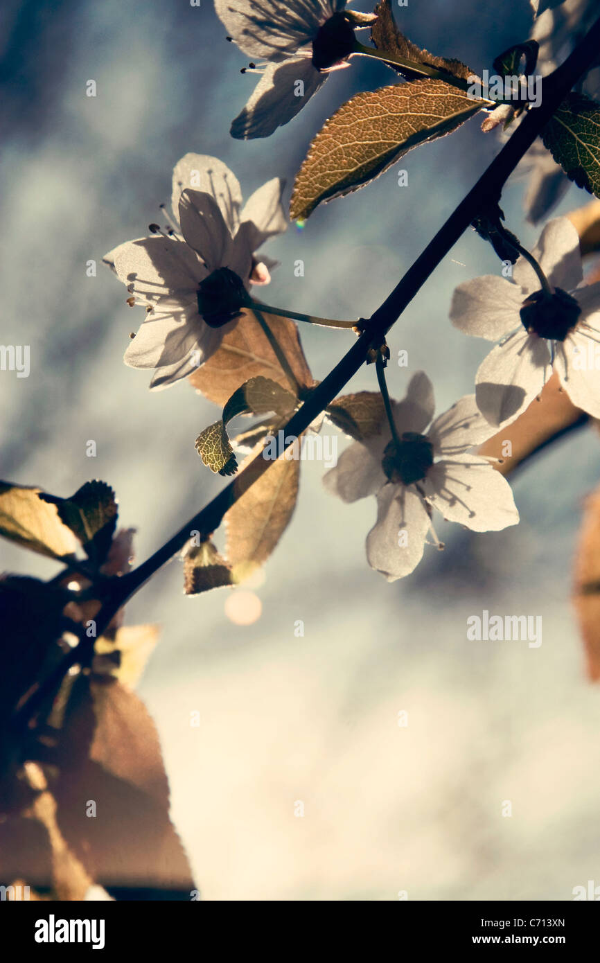 Prunus, Kirsche, rosa Blume Blüte Baum Zweig Thema, Stockfoto