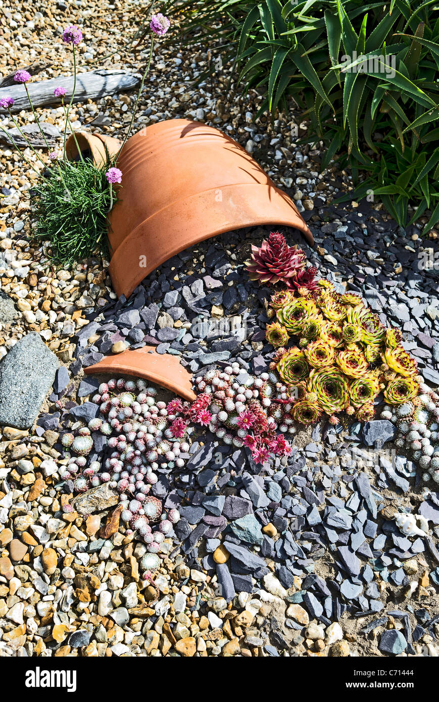 Innovative Display Sempervivum Pflanzen in einem kleinen Garten Stockfoto