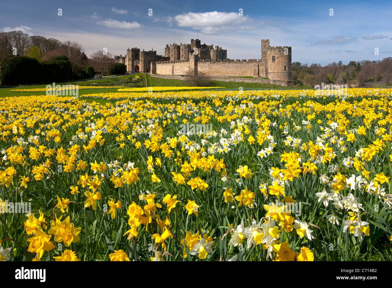 Alnwick Castle, Northumberland, im Frühling mit Narzissen Stockfoto