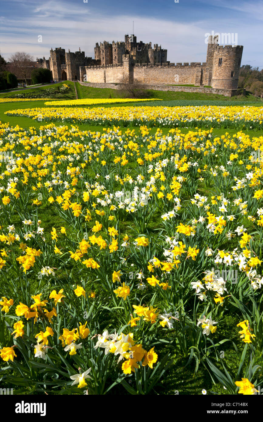 Alnwick Castle, Northumberland, im Frühling mit Narzissen Stockfoto
