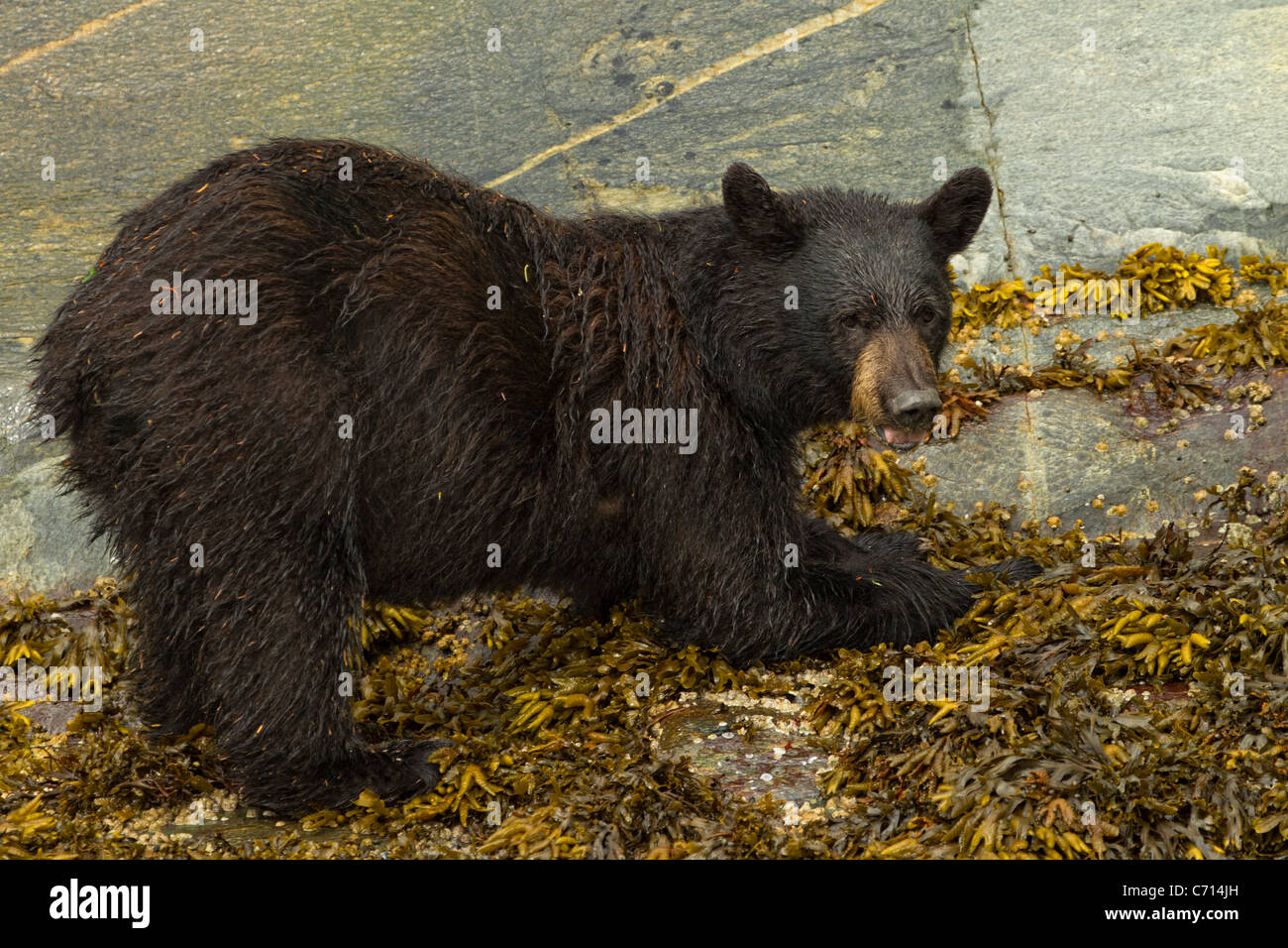Amerikanischer Schwarzbär Essen Seepocken und Seetang, Granit Felsen, Frederick Sound, Alaska Stockfoto