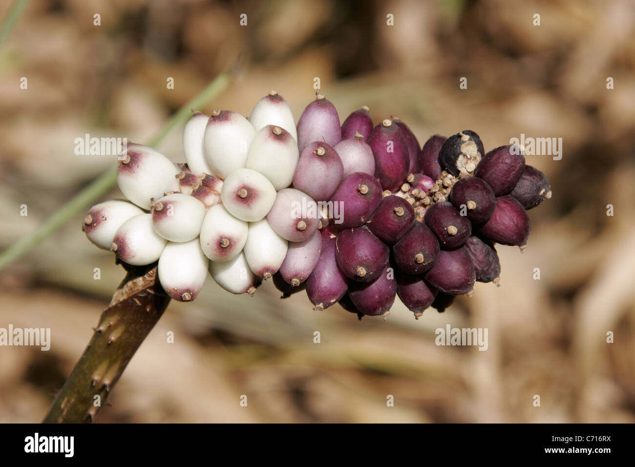 Anchomanes Difformis Stockfotos und bilder Kaufen Alamy