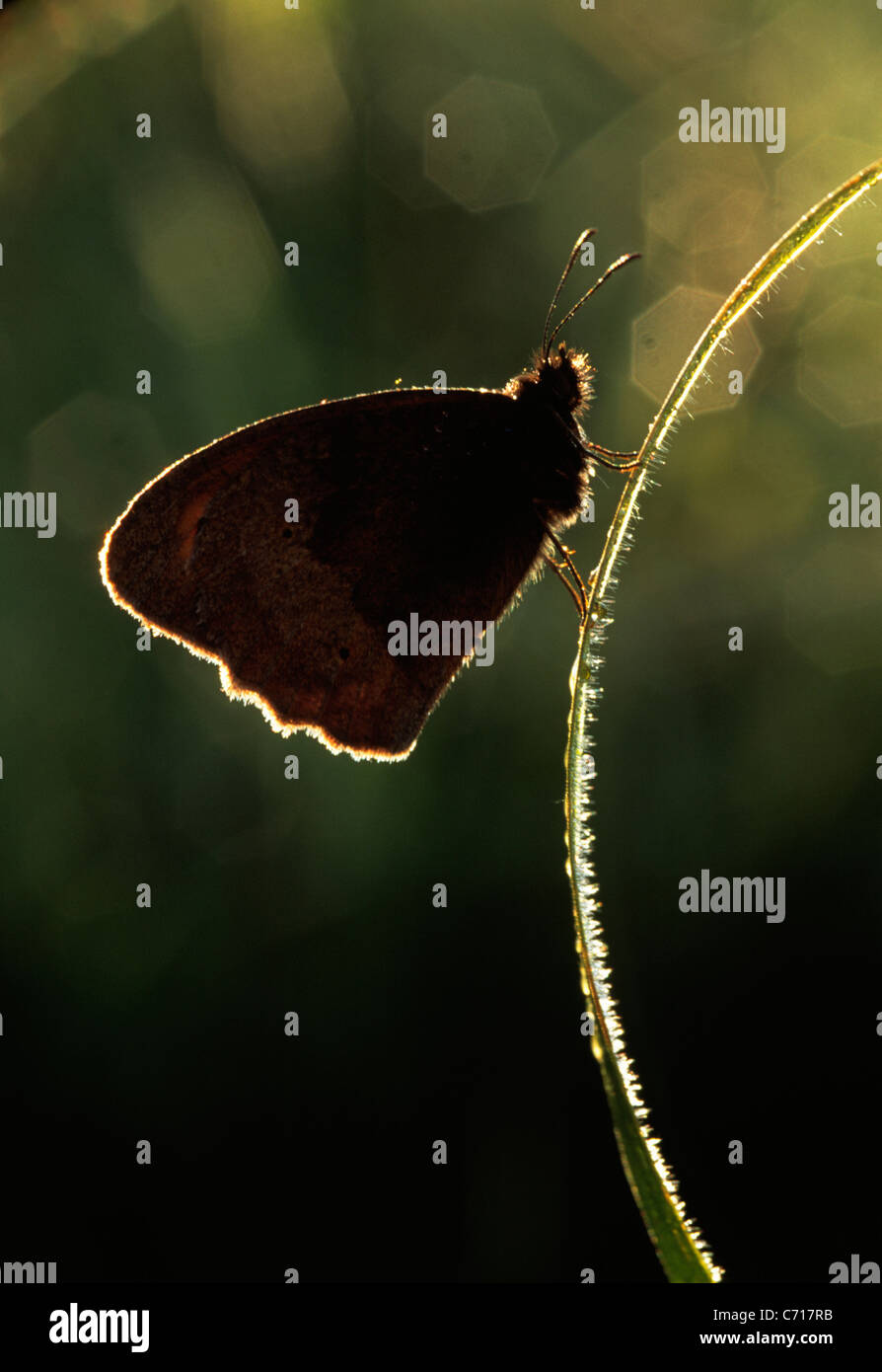 Braun Schmetterling in der Silhouette, braun Thema, Stockfoto