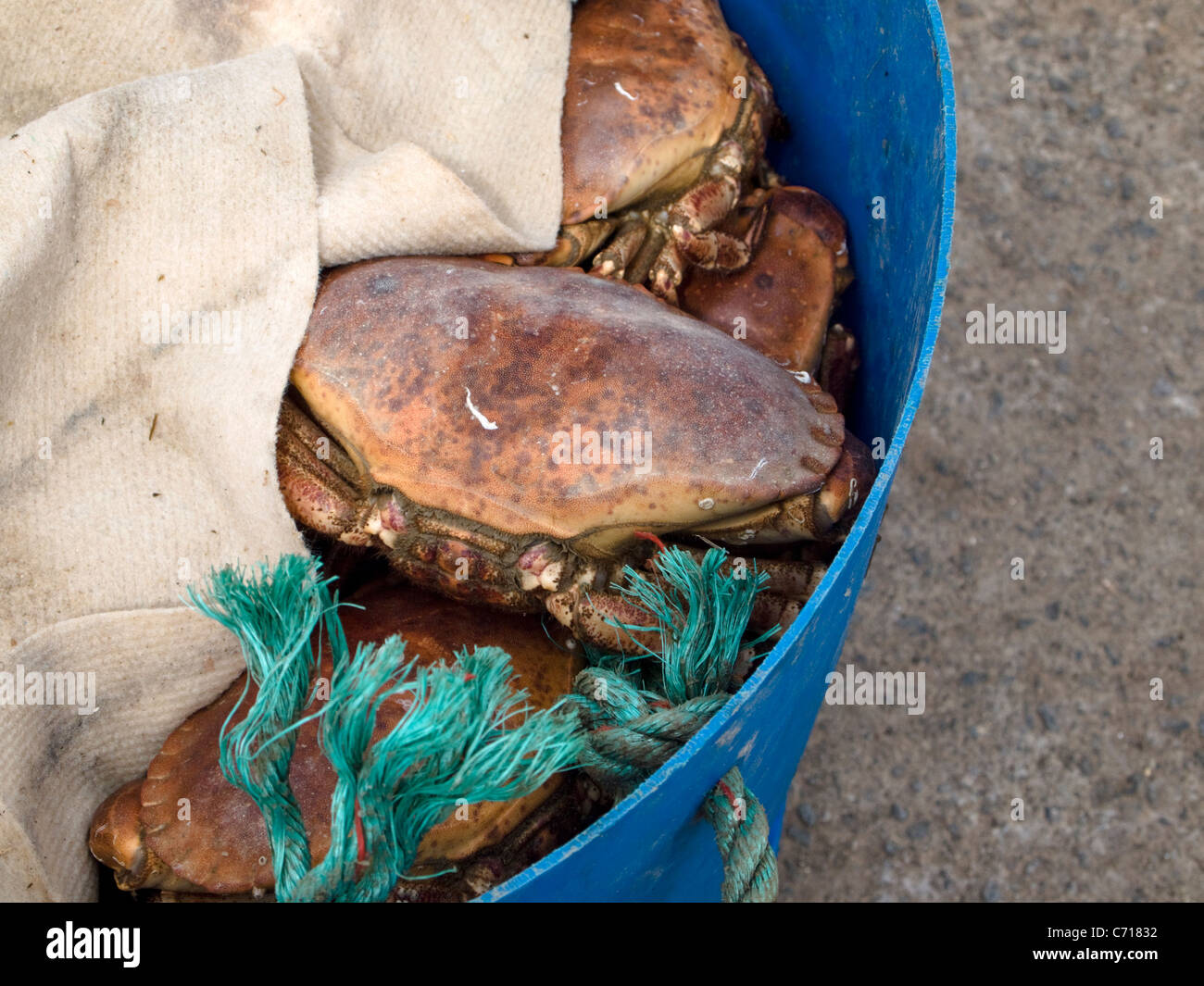 Krabbe Angeln in Coverack Cornwall Stockfoto