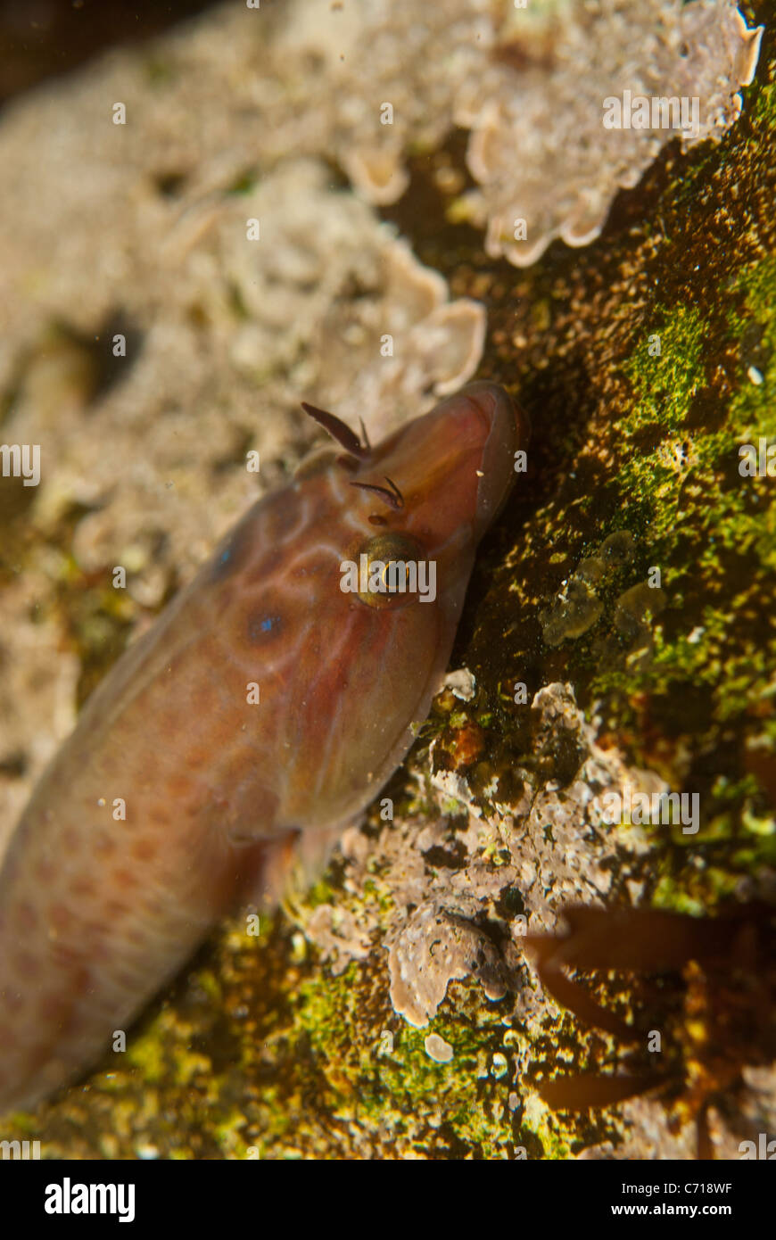 kornische Sauger Fisch sonst bekannt als ein clingfish Stockfoto