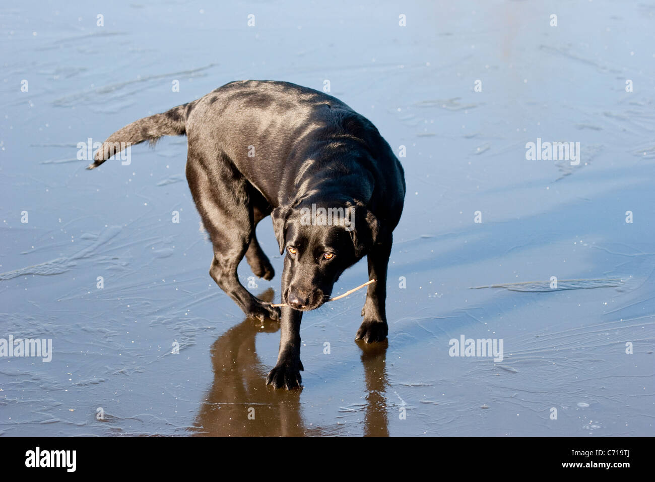 Schwarzer Labrador auf Winter Eis mit Stick in Mund und hellen goldenen Augen Stockfoto