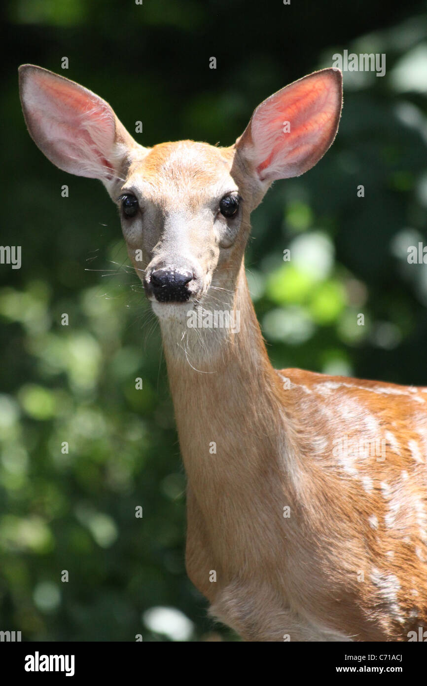 Nahaufnahme von White Tail Hirsch Reh stehend bei strahlendem Sonnenschein mit einem Hintergrund aus grünen Blättern entdeckt. Stockfoto