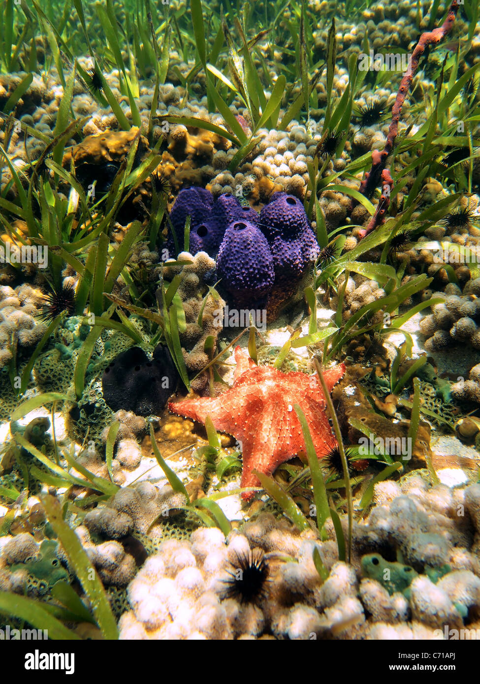 Seesterne und bunte Schwämme in die Korallen des karibischen Meeres, Bocas del Toro, Panama Stockfoto