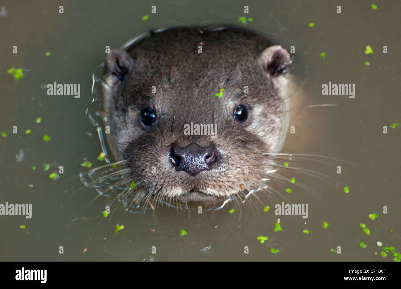 Otter Teich Stockfotos und bilder Kaufen Alamy