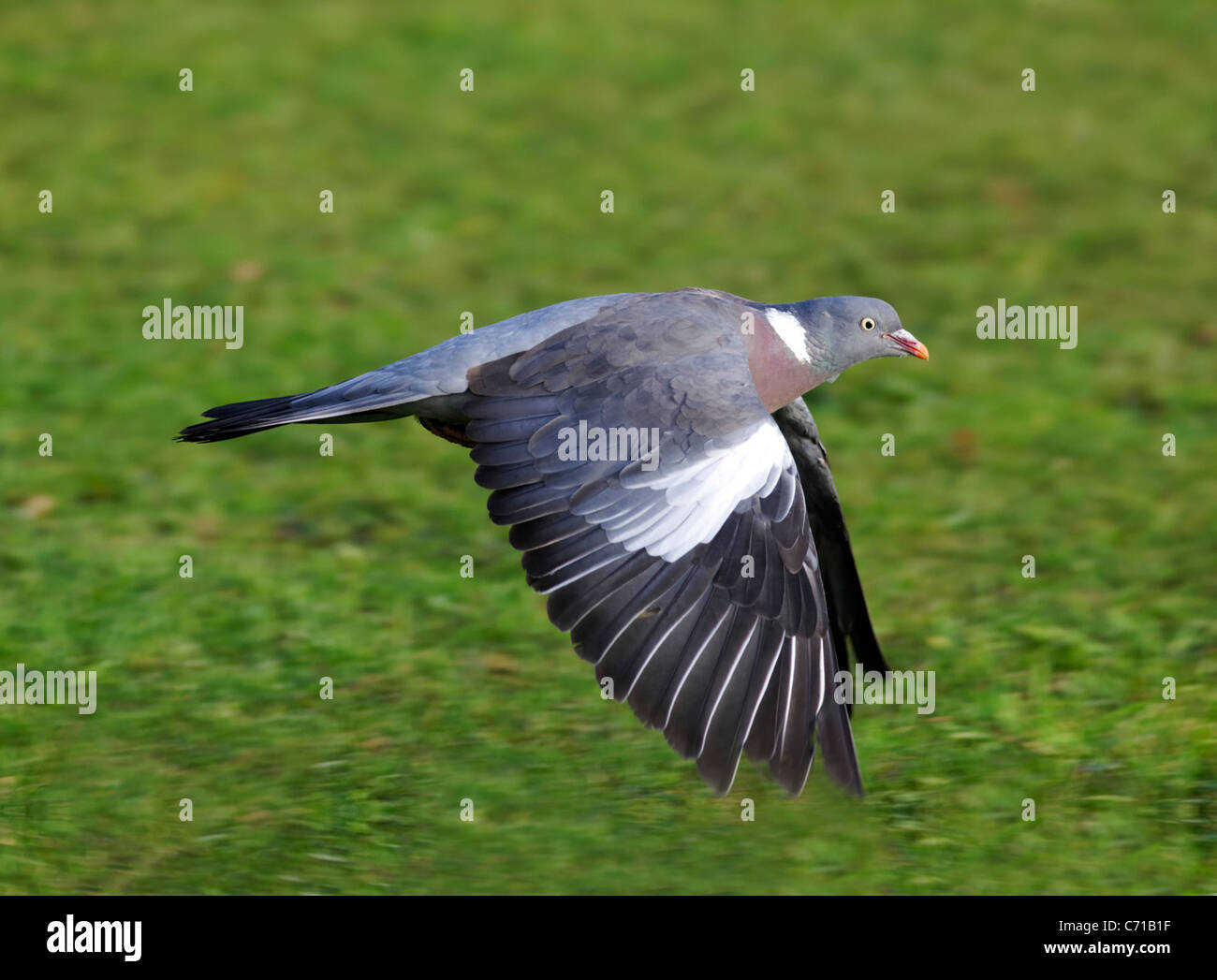 Ringeltaube Columba Palumbus, einzelne Vogel im Flug, Midlands, September 2011 Stockfoto