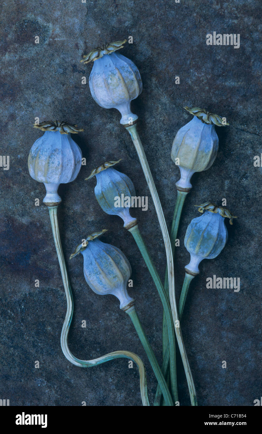Papaver Somniferum, Schlafmohn Samen, Kpfe, blaue Thema, blauer  Hintergrund Stockfotografie - Alamy