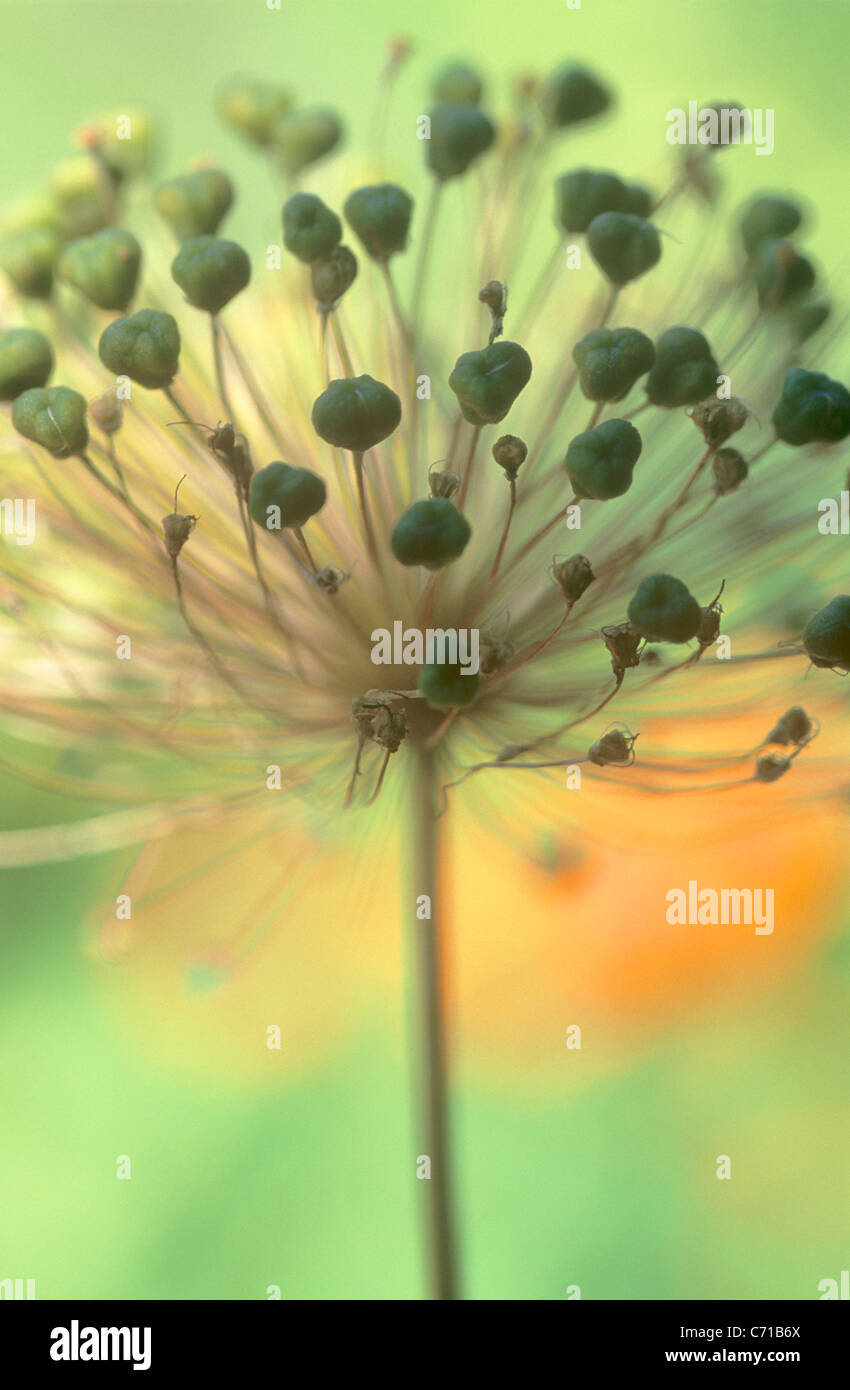 Allium, grüne Blume Saatgut Kopf betrifft, Stockfoto