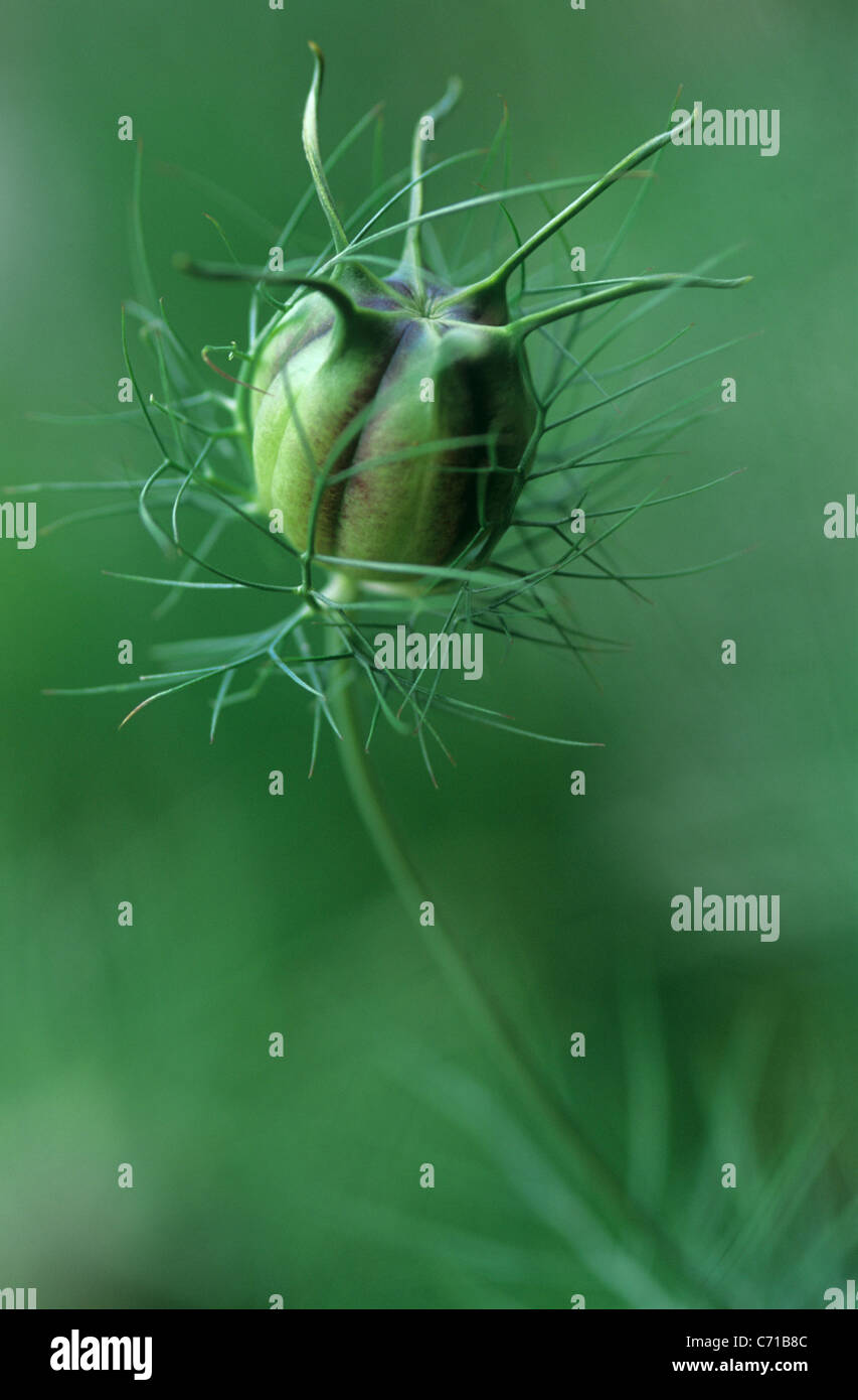 Nigella Damascena, Love-in-a-mist, grüne Blume Motiv, grünem Hintergrund Stockfoto