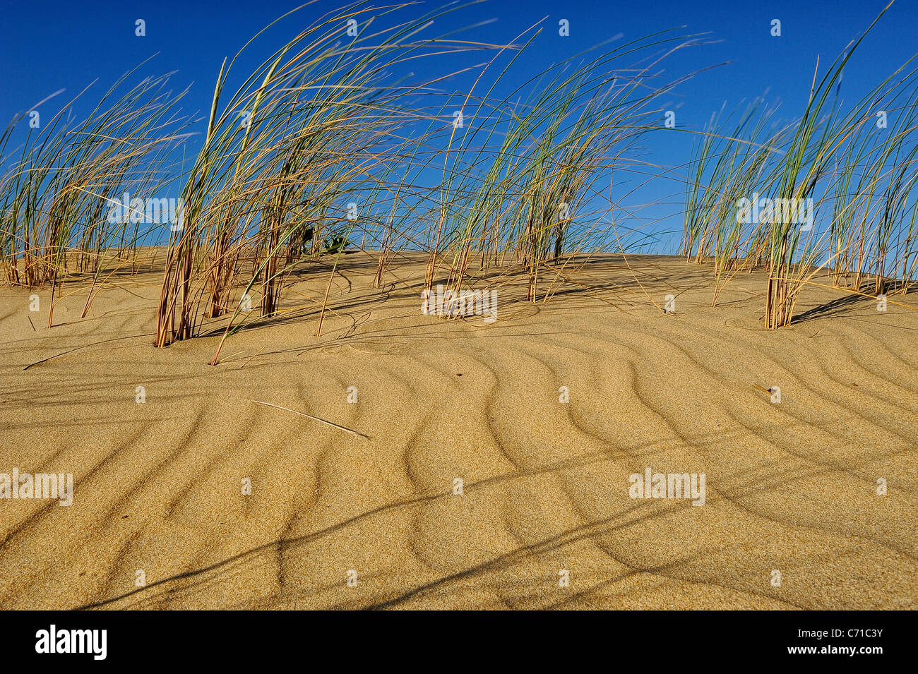 Sand Dune bedeckt mit europäischen Strandhafer, wissenschaftlicher Name: Ammophila Arenaria, Atlantik, Charente Maritime Abteilung Stockfoto